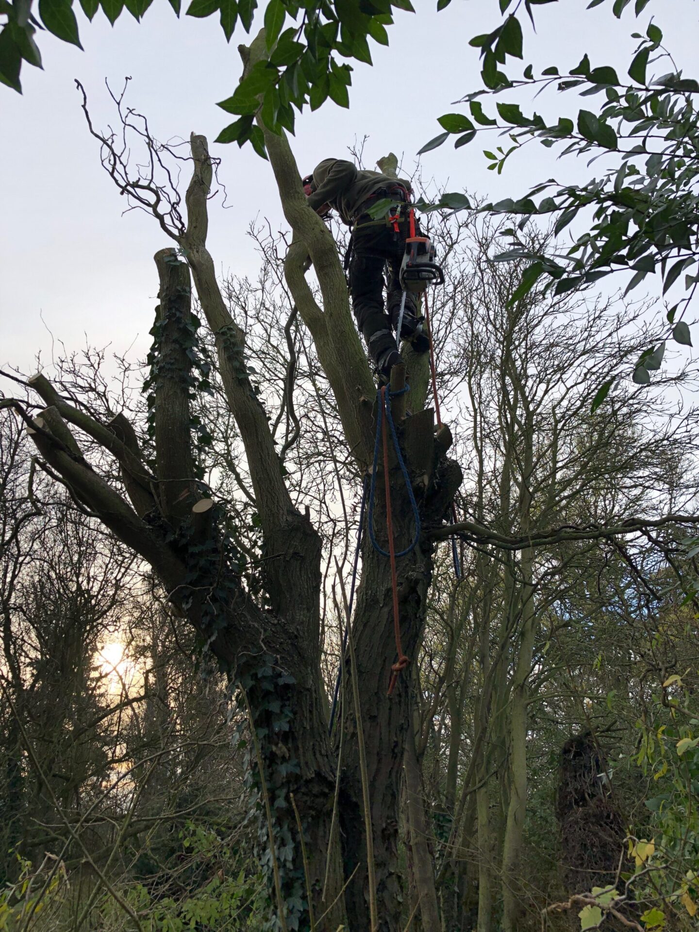 Tree Surgery In Crowland