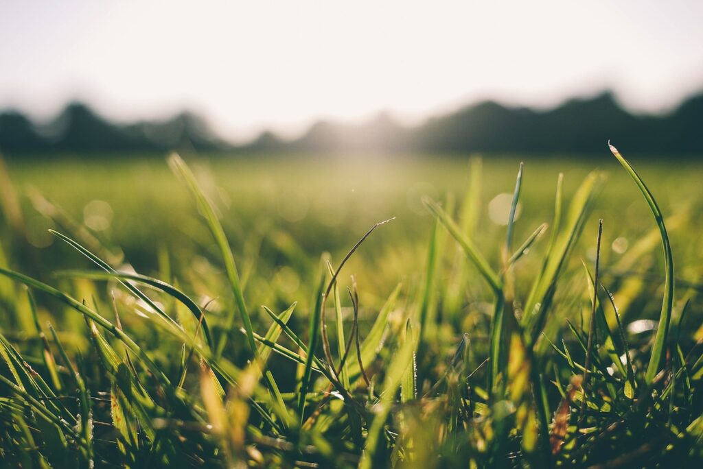 grass, morning, dew