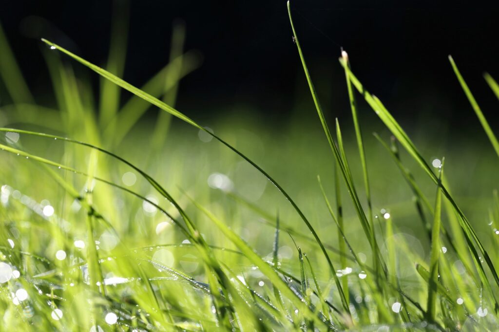 grass, dewdrop, nature-6597188.jpg
