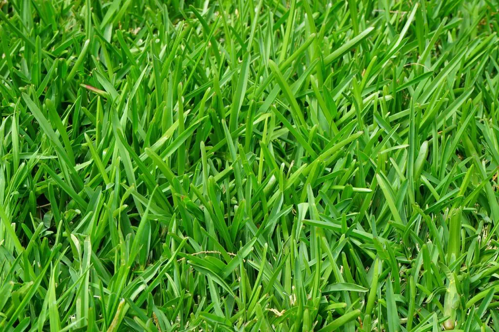grass, lawn, juicy-375586.jpg
