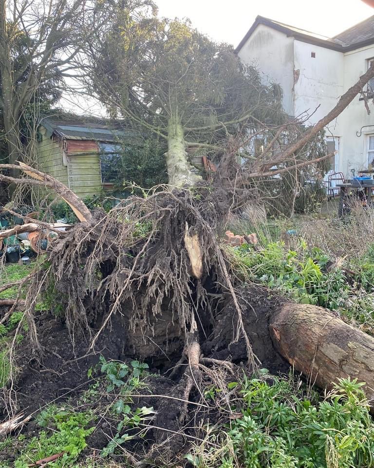 Emergency Tree surgeon Spalding.