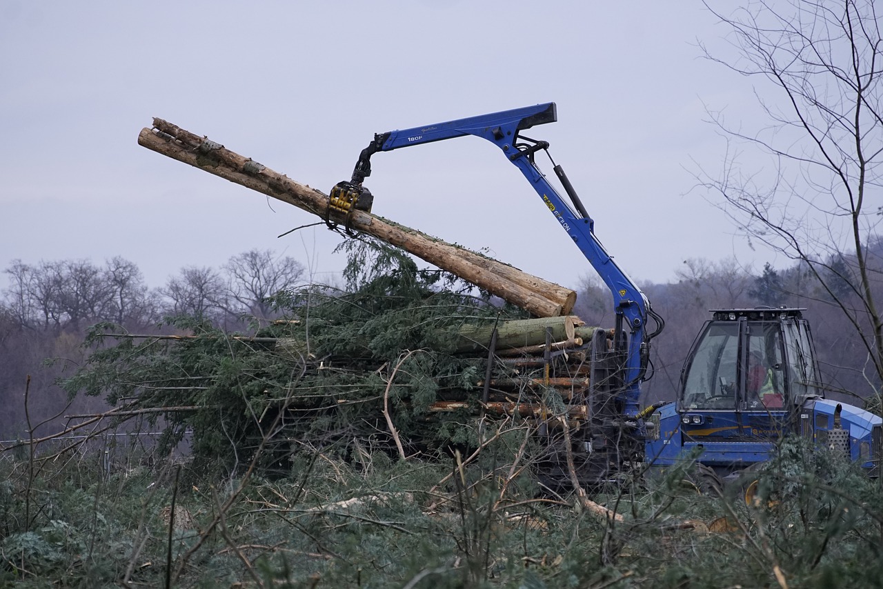 clearance, forest, logs-7856179.jpg