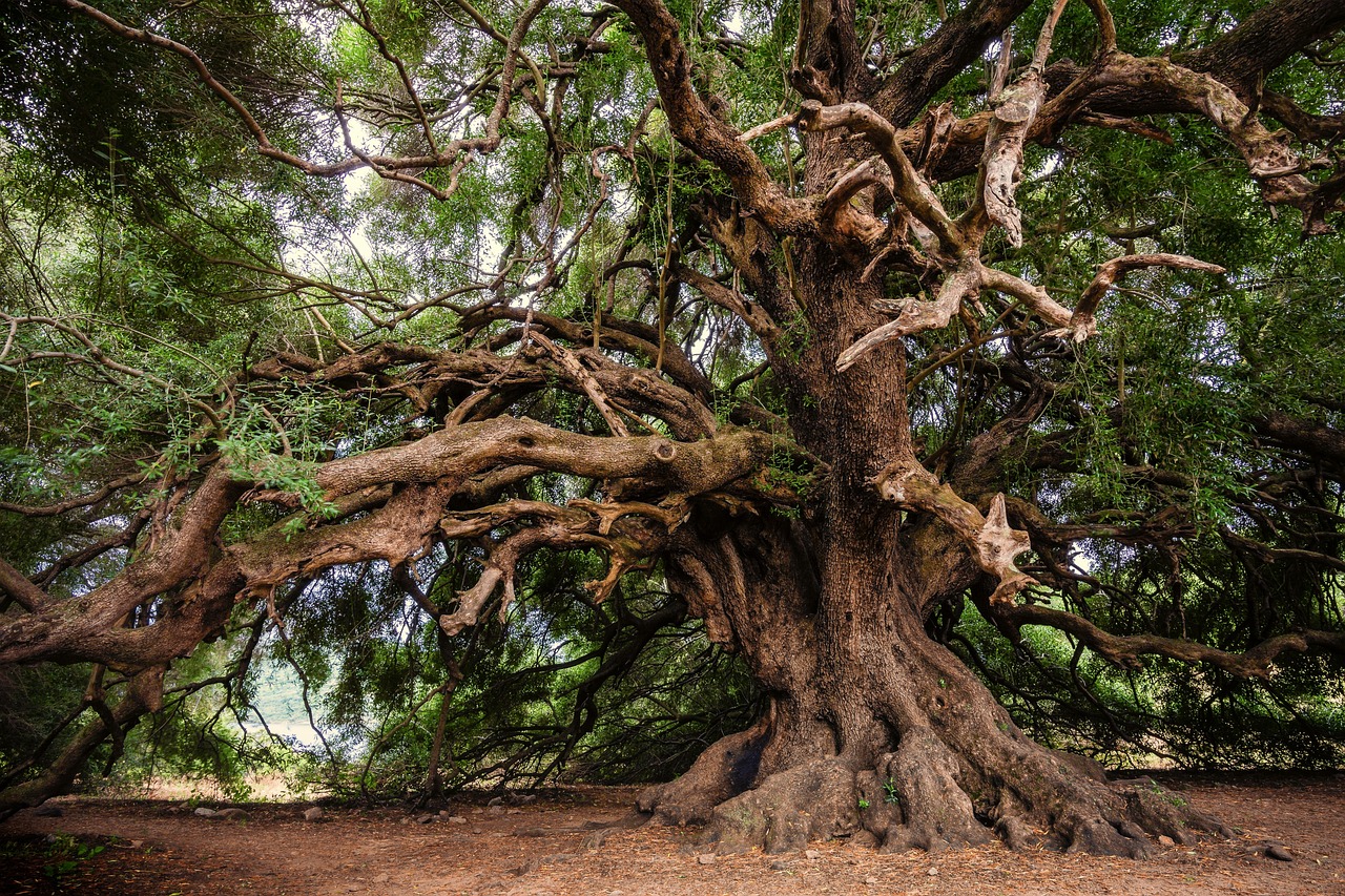 olive tree, old tree, tree-3579922.jpg