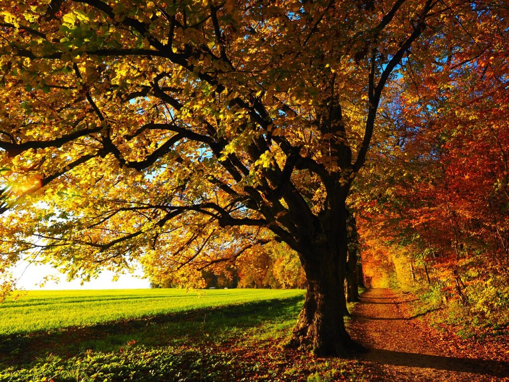 autumn, leaves, trees-779827.jpg