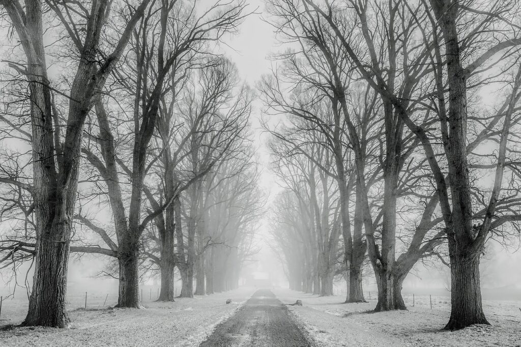 snow, trees, avenue-1890653.jpg