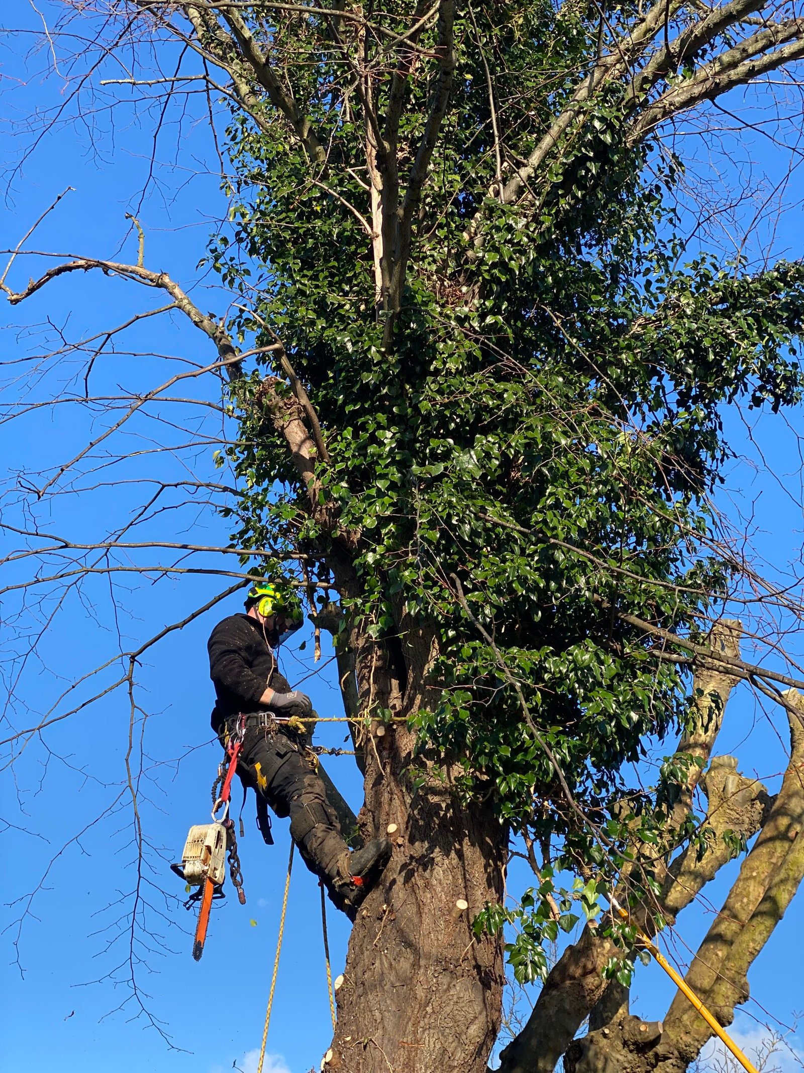 Tree Surgeon Wisbech Cambridgeshire.