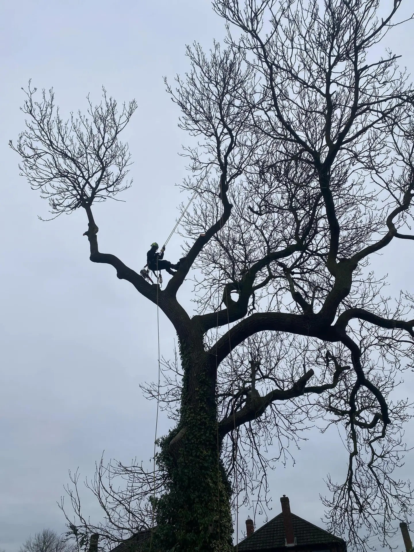 Tree Surgery East Midlands