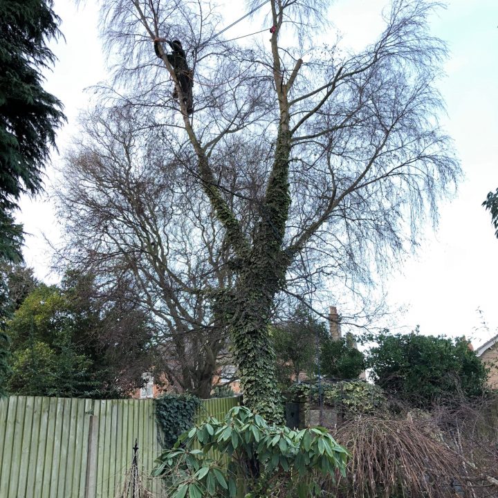 Silver Birch Tree Silver Birch Reduction