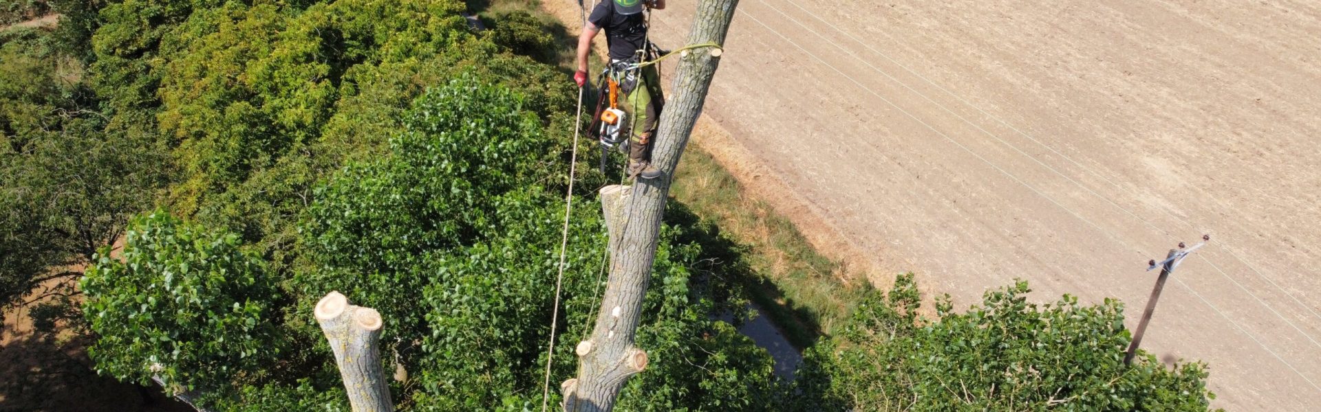 Poplar tree reduction services
