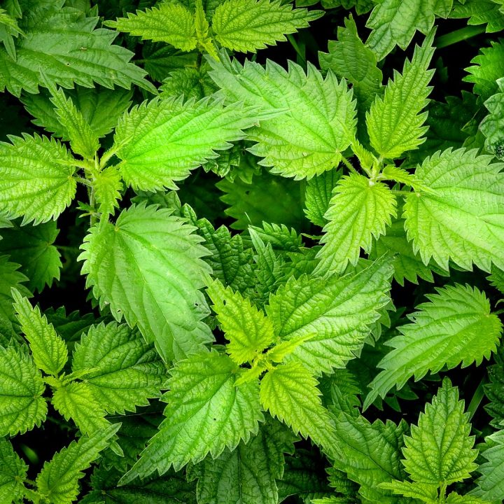 nettle, green, weed-2564588 nettle, green, weed