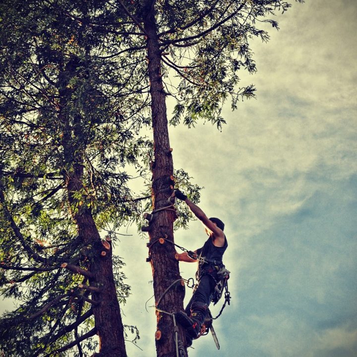 tree, tree removal, chainsaw-2699420 tree, tree removal, chainsaw