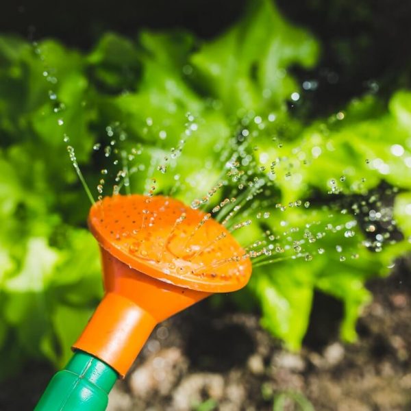 watering-plants-with-a-watering-can-1.jpg watering-plants-with-a-watering-can-1.jpg
